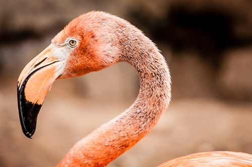 Spare a thought for the Flamingos: Lithium mining destroying habitats.